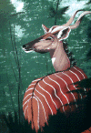 Kudu.gif (86652 bytes)